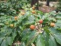 Big Apple Chinese Dogwood / Cornus kousa 